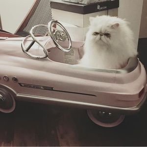 Meet Enzo Ferrari aka Enzo Vinny Chenzo. Drive in movie night